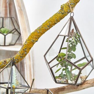 Glass Terrarium - Large Pentagon