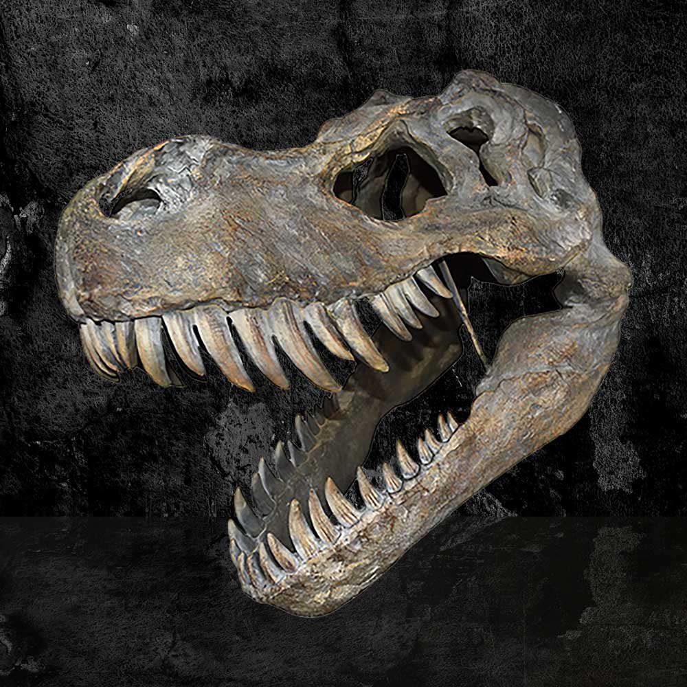 Tyrannosaurus Rex Large Dinsoaur Skull 51.5cm
