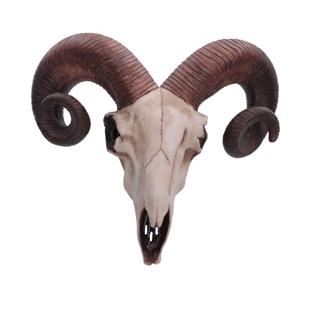 Realistic Wall Mounted Rams Skull 33cm