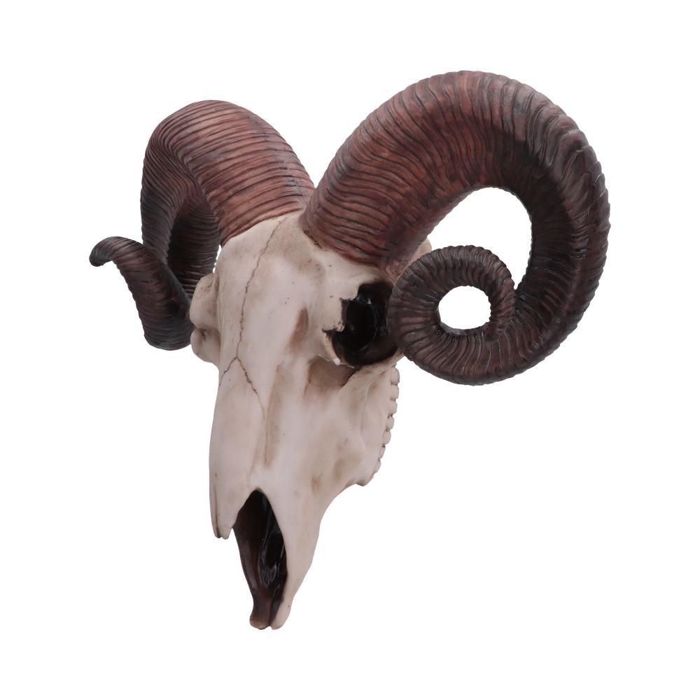 Realistic Wall Mounted Rams Skull 33cm